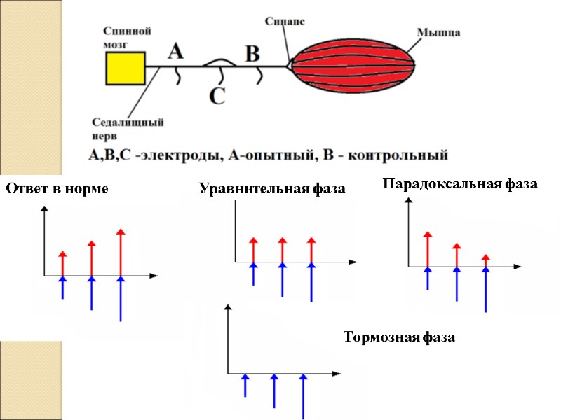 Ответ в норме Уравнительная фаза Парадоксальная фаза Тормозная фаза